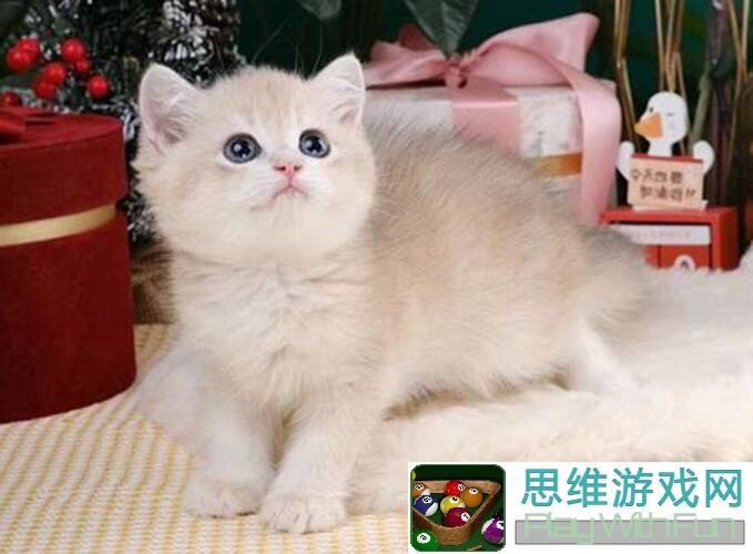 猫之城猫书活动攻略：这些组合买得超值！