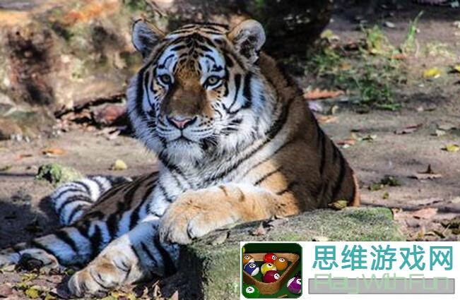 动物森林开局小野人带3只老鼠，教你快速安家攻略!